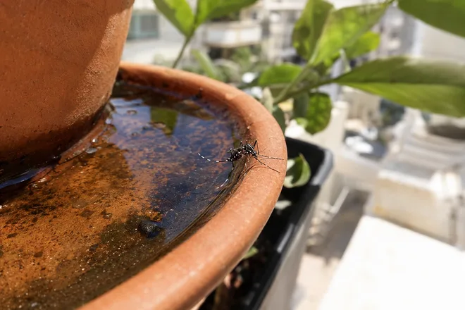 יתוש הטיגריס האסייתי עם פסים לבנים מתרבה במים עומדים בצלוחית עציץ במרפסת